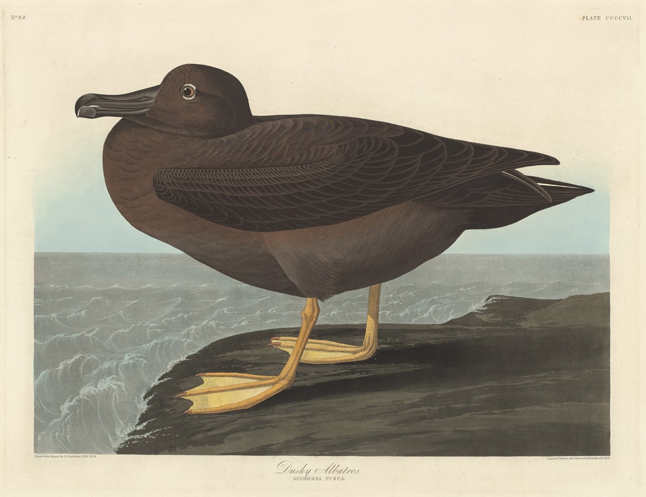 Albatros oscuro de Robert Havell