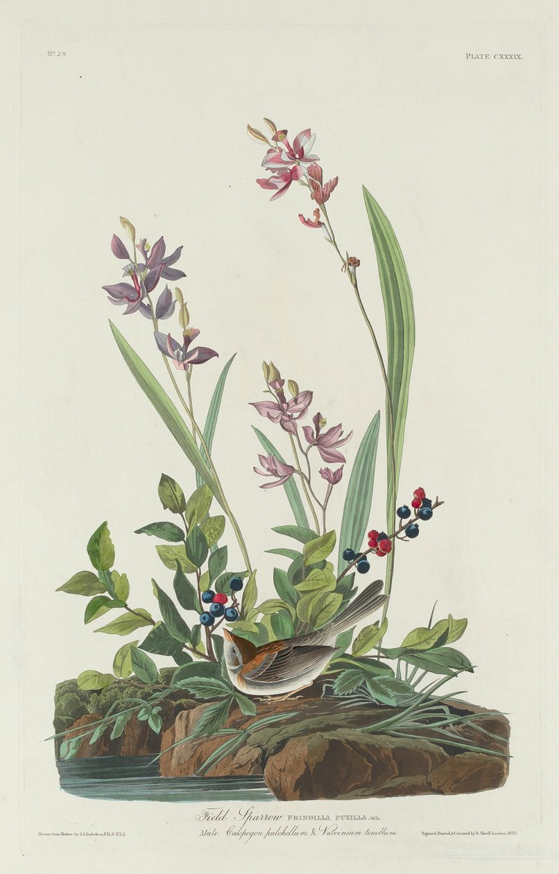 Gorrión de campo de Robert Havell