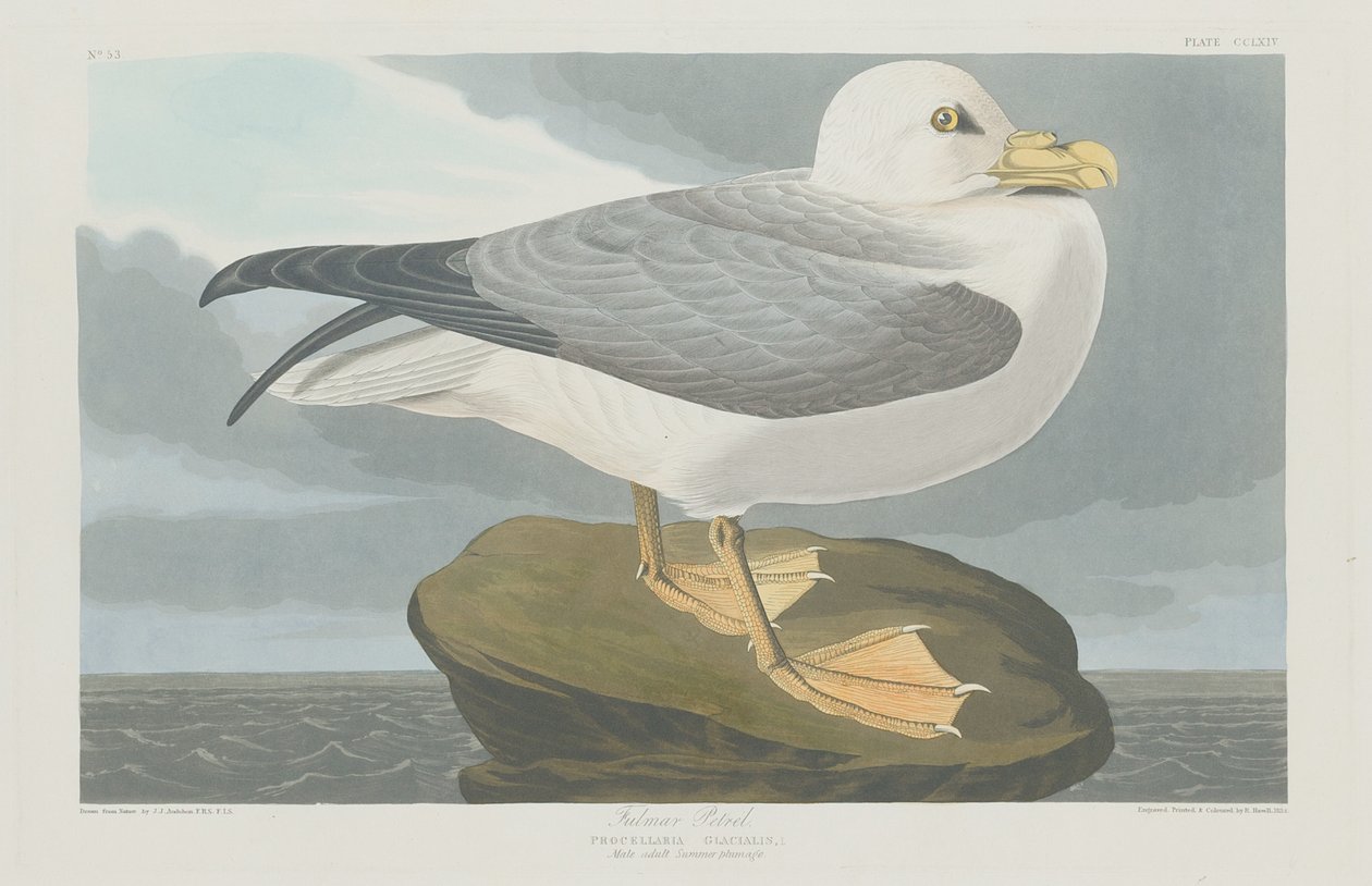 Petrel de Fulmer, 1835 de Robert Havell
