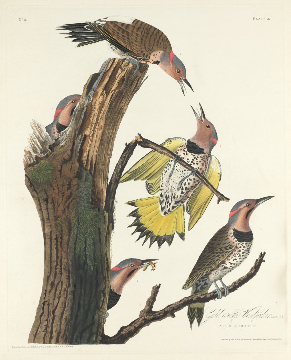 Pájaro carpintero de alas doradas de Robert Havell