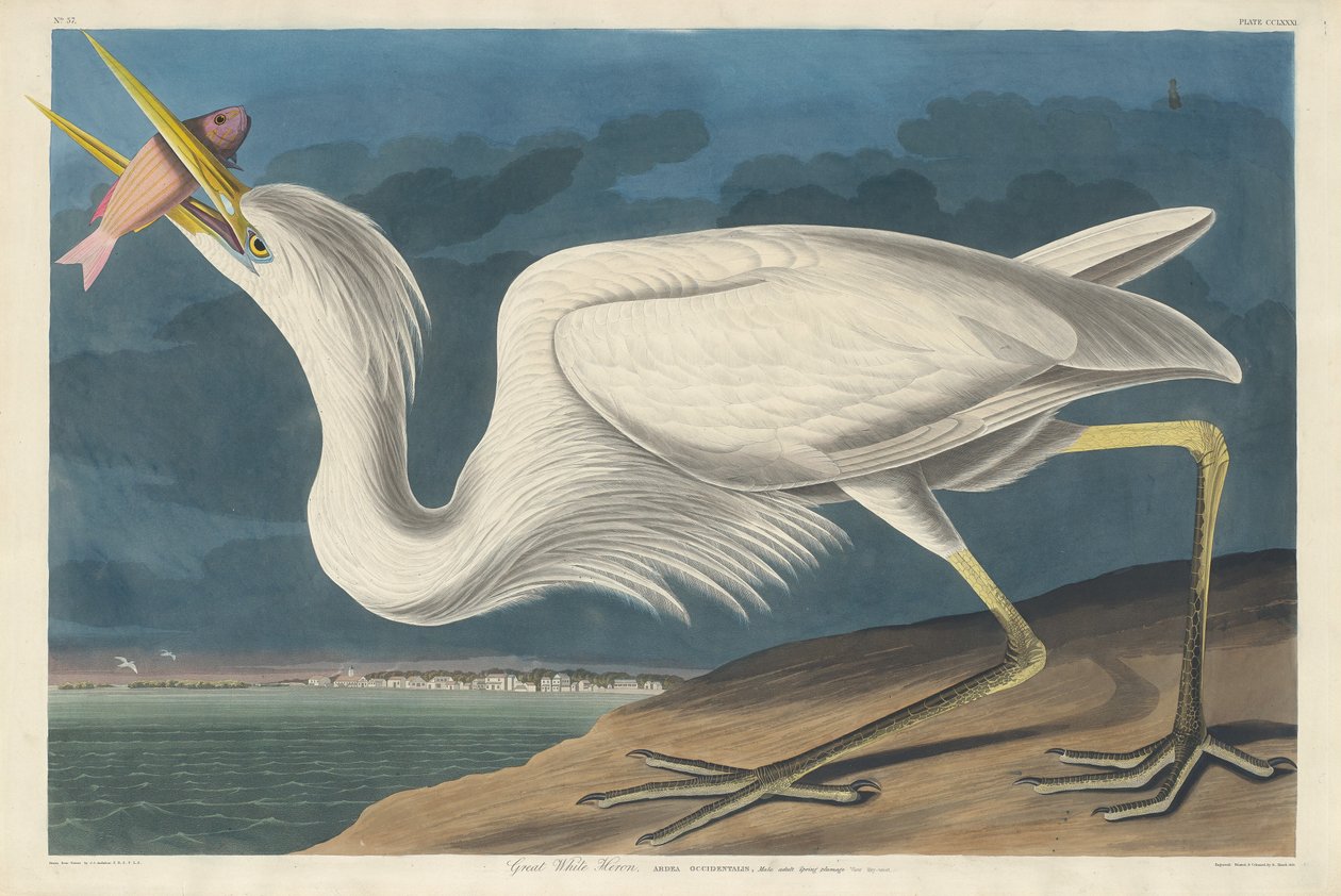 Gran garza blanca, 1835 de Robert Havell