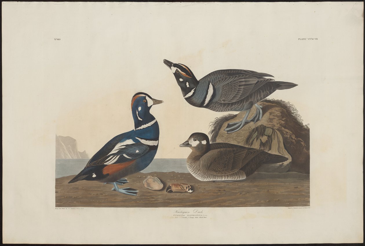 Pato Arlequín de Robert Havell