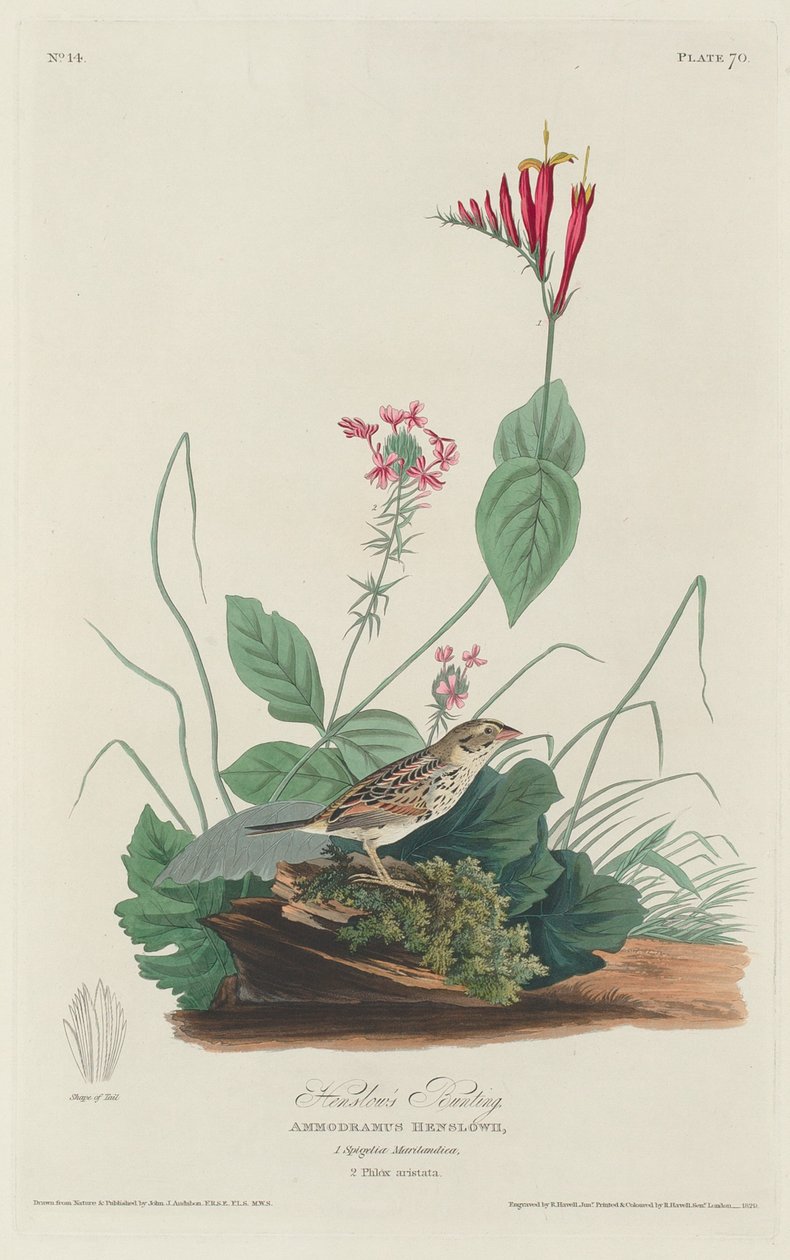 Escribano de Henslow, 1829 de Robert Havell