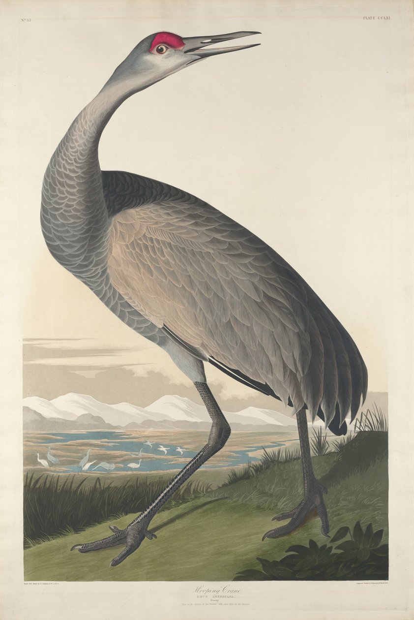 Grulla aros de Robert Havell