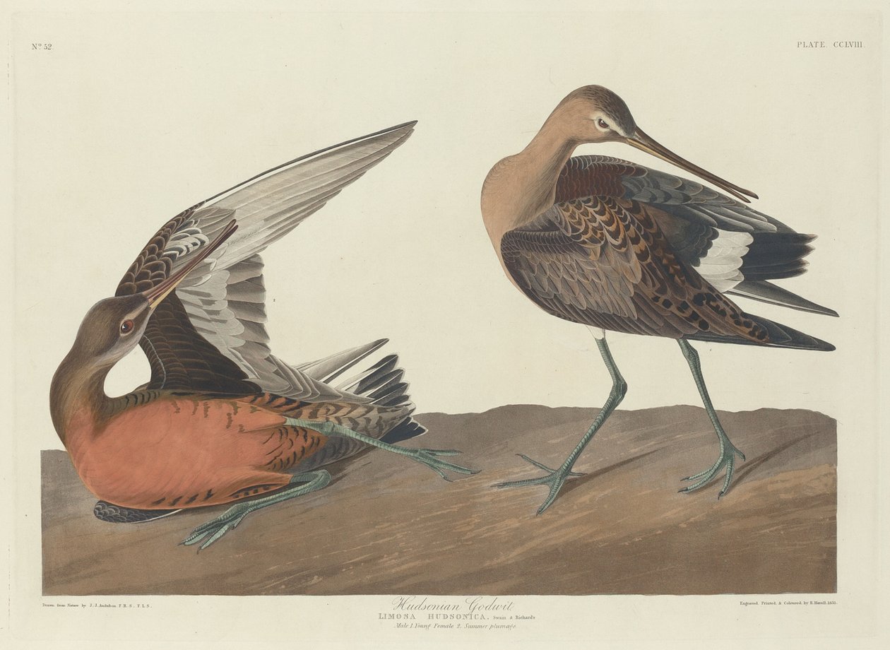 Zarapito Hudsoniano de Robert Havell