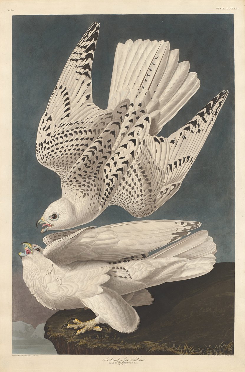 Halcón islandés o jerifalte, 1837 de Robert Havell