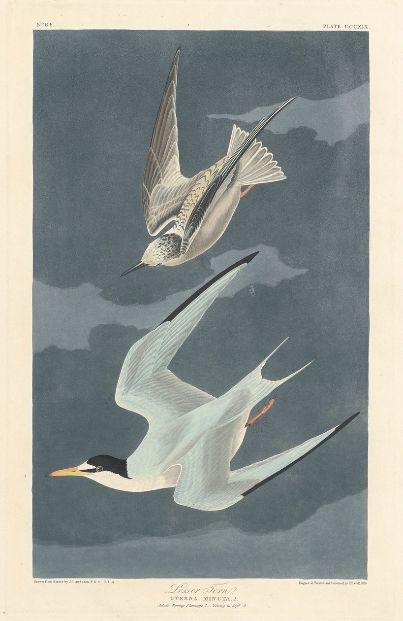 Charrán Menor, 1836. de Robert Havell