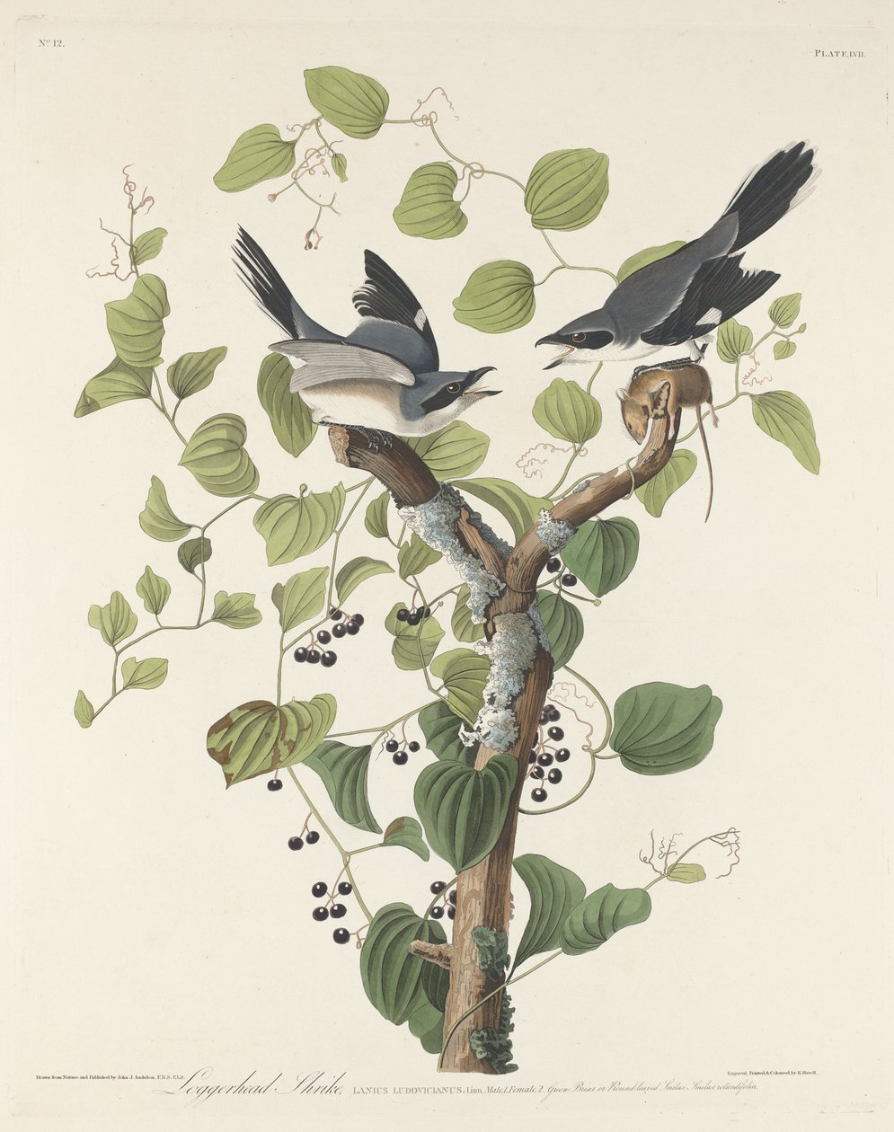 Alcaudón Verdugo, 1829 de Robert Havell