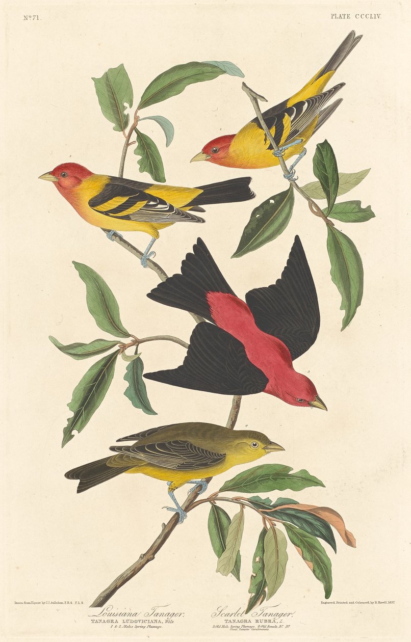Tangara de Luisiana y tangara escarlata, 1837 de Robert Havell