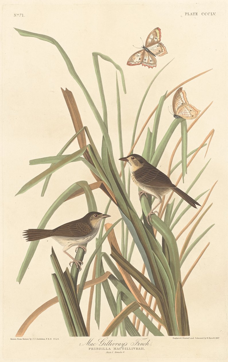 Pinzón de MacGillivray, 1837 de Robert Havell