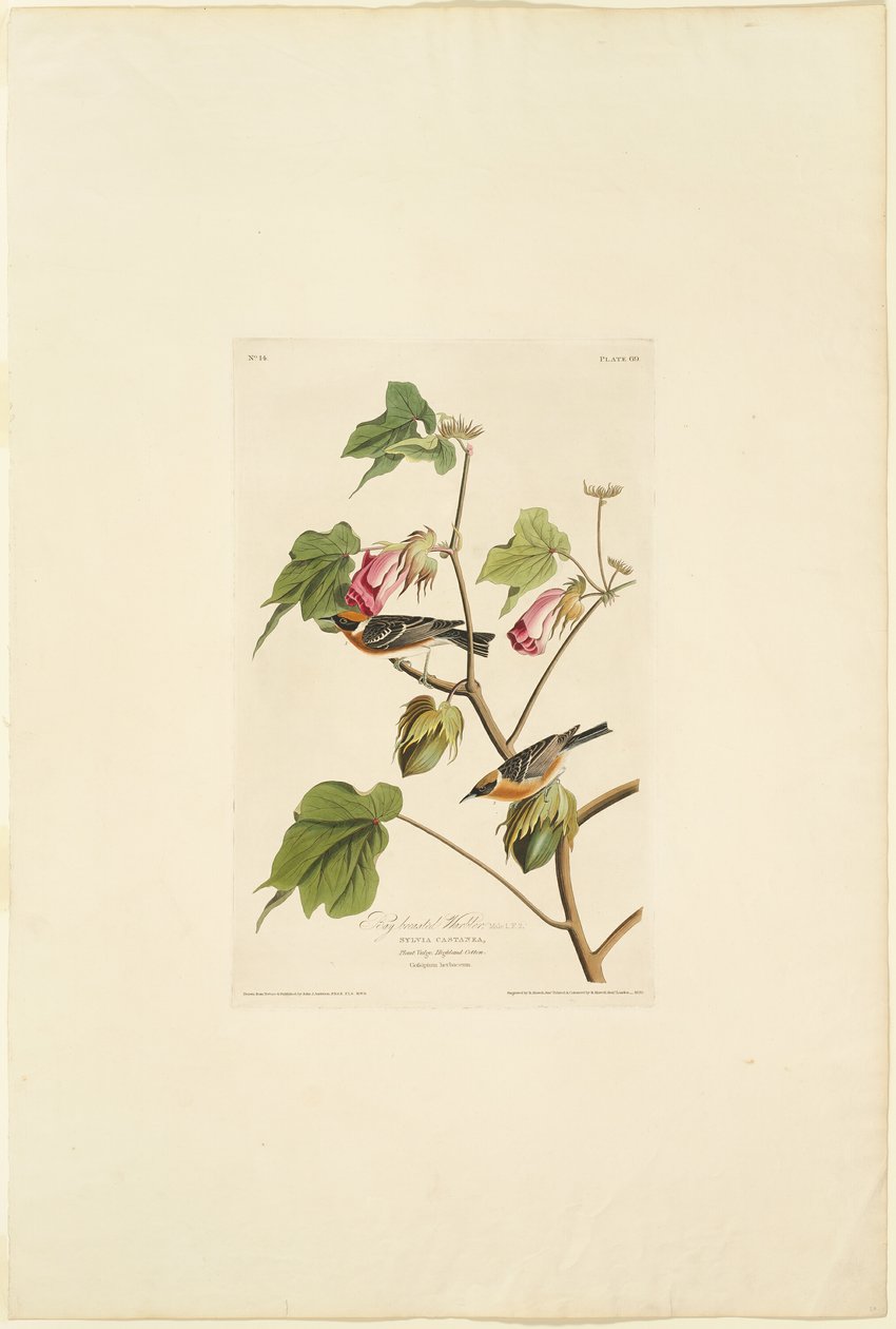 Reinita de pecho castaño macho de Robert Havell
