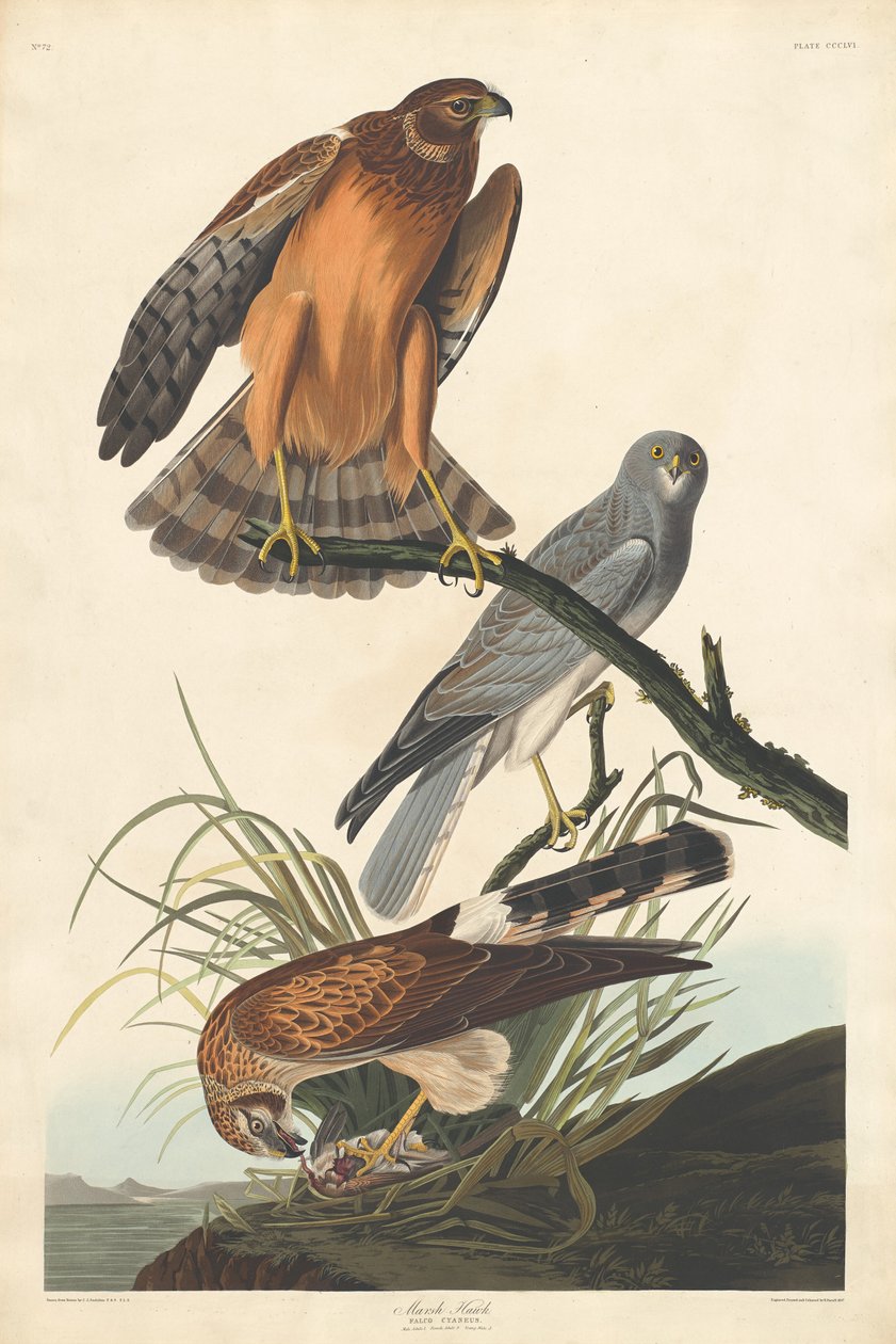 Halcón de Pantano de Robert Havell