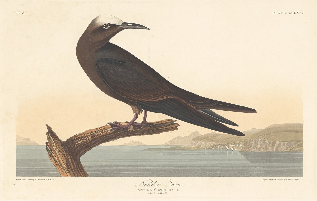 Charrán Noddy, 1835 de Robert Havell