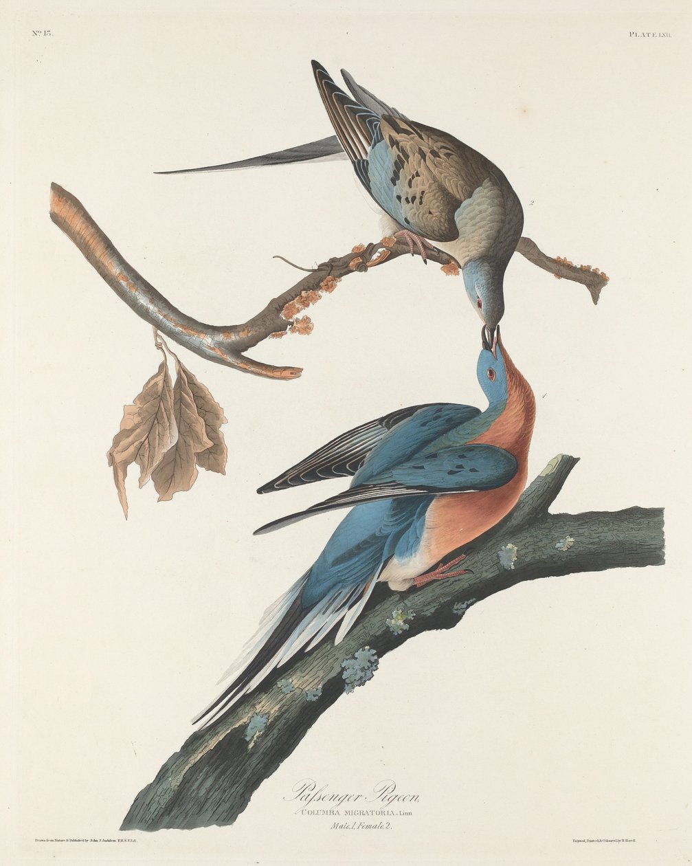 Paloma migratoria, 1829 de Robert Havell