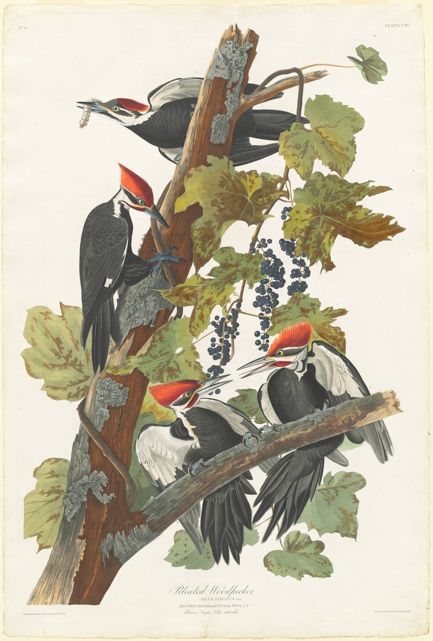 Pájaro Carpintero Pileated de Robert Havell