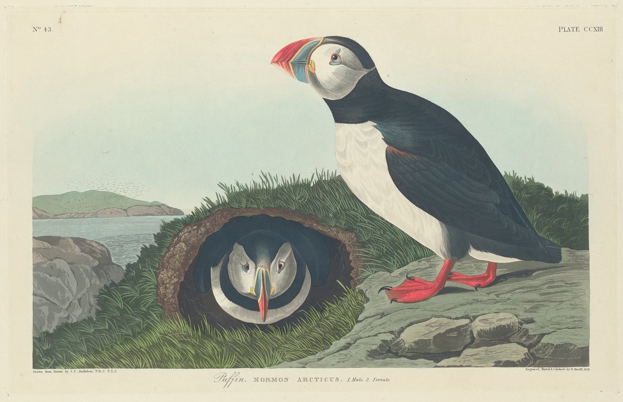 Frailecillo, 1834 de Robert Havell