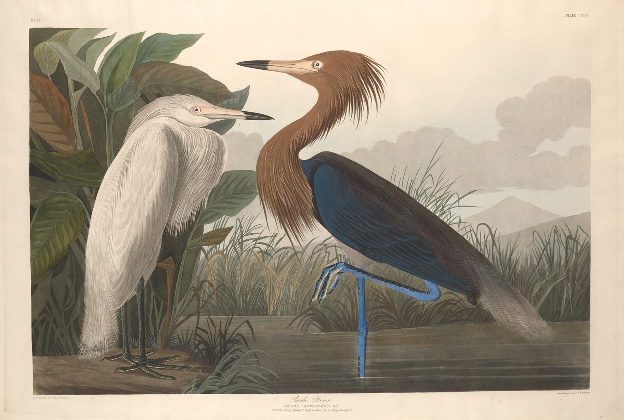 Garza morada de Robert Havell