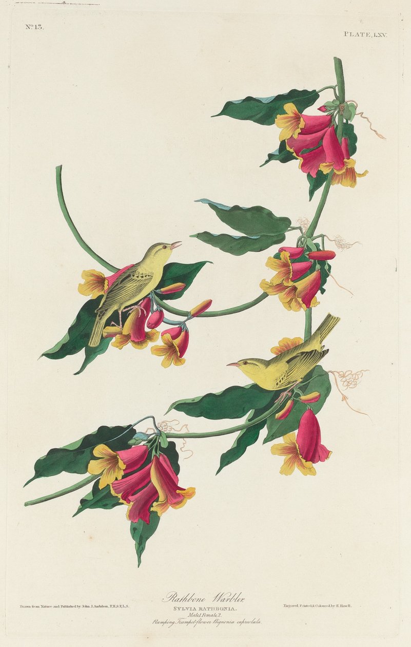 Reinita de Rathbone de Robert Havell