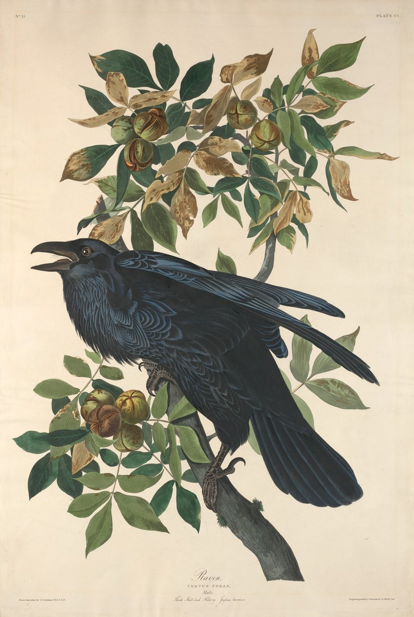 Cuervo, 1831 de Robert Havell