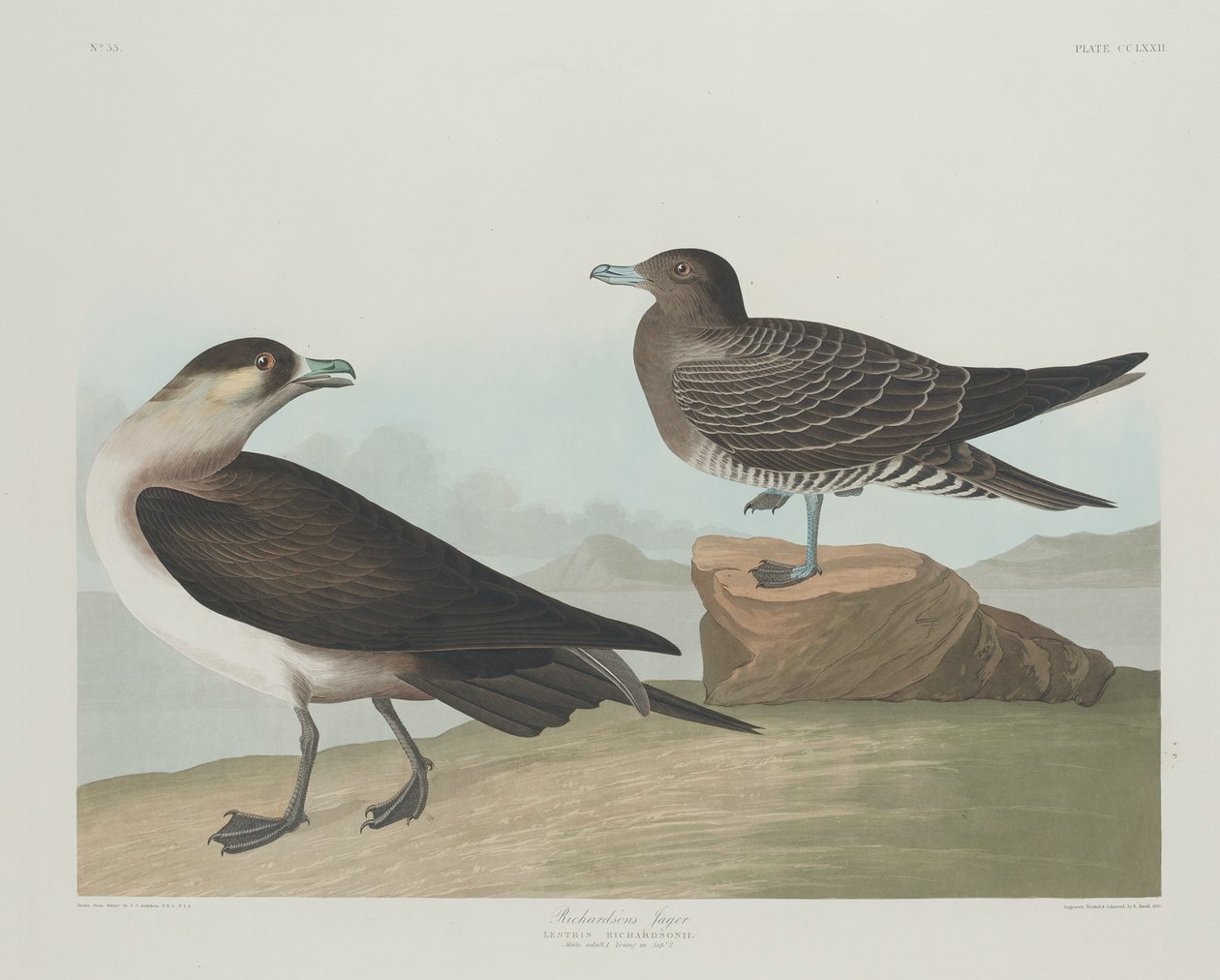 Jager de Richardson de Robert Havell