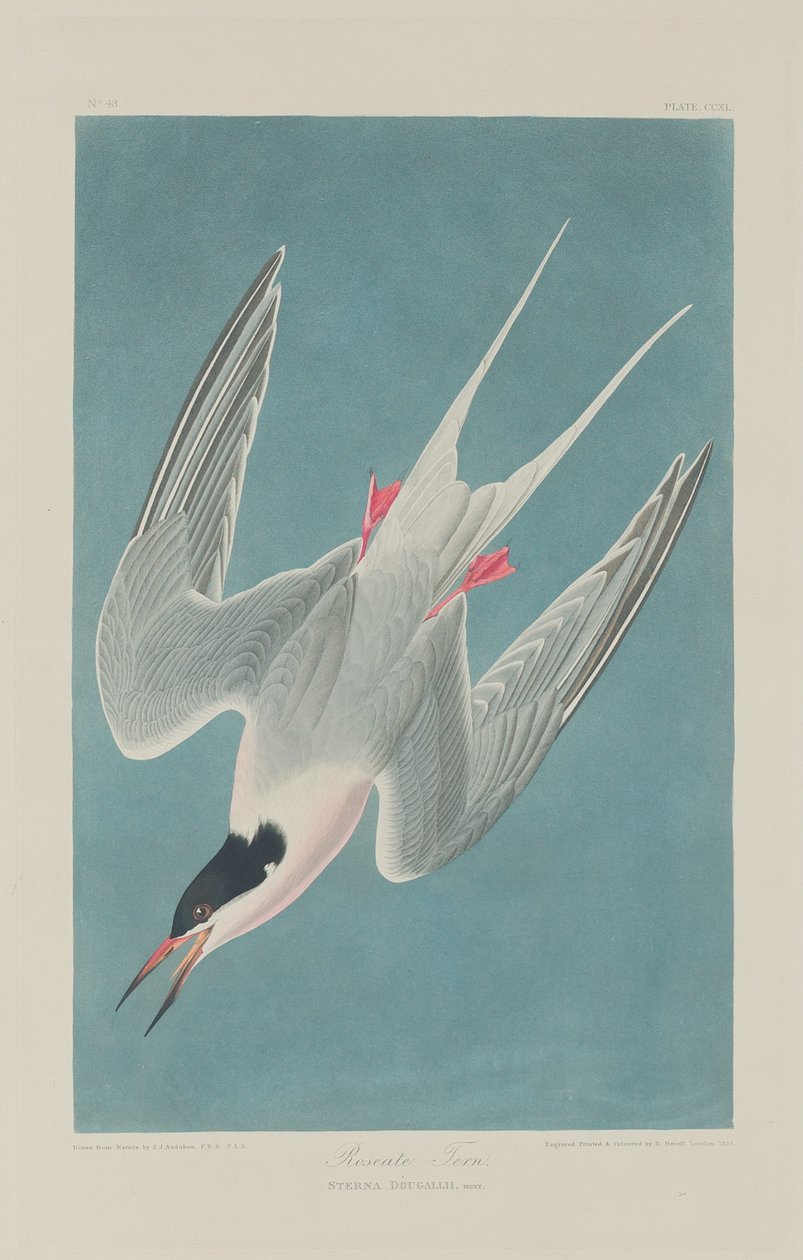 Charrán Rosado, 1835 de Robert Havell