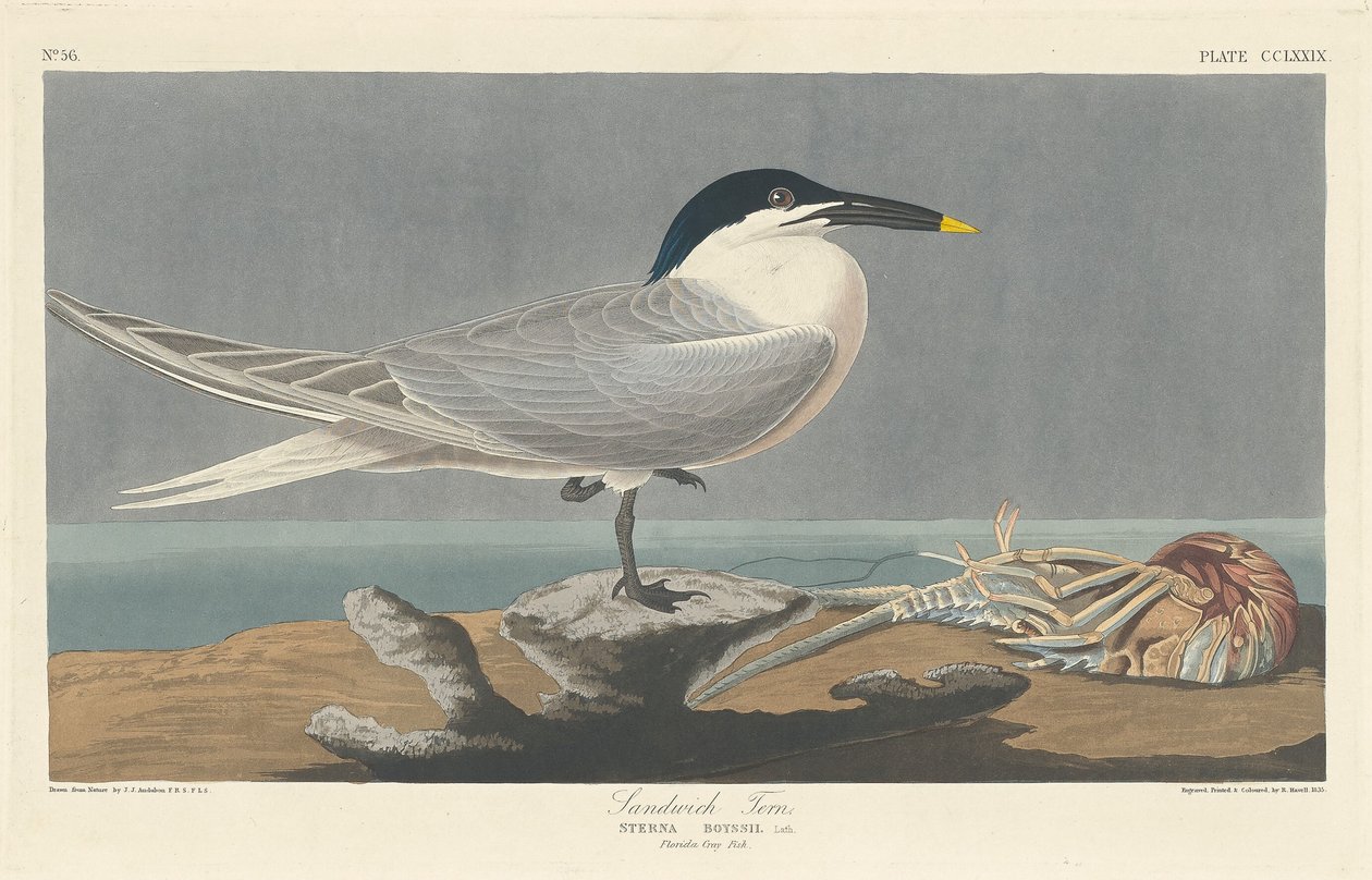 Charrán Común, 1835 de Robert Havell