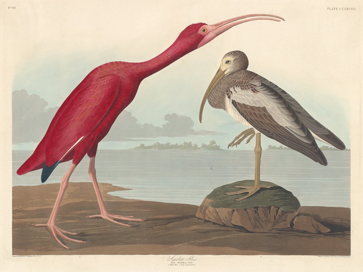 Ibis Escarlata de Robert Havell