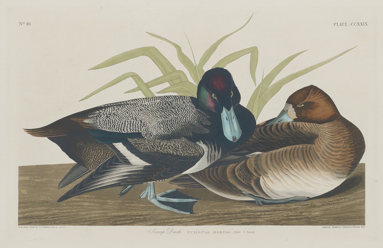 Pato porrón, 1834 de Robert Havell
