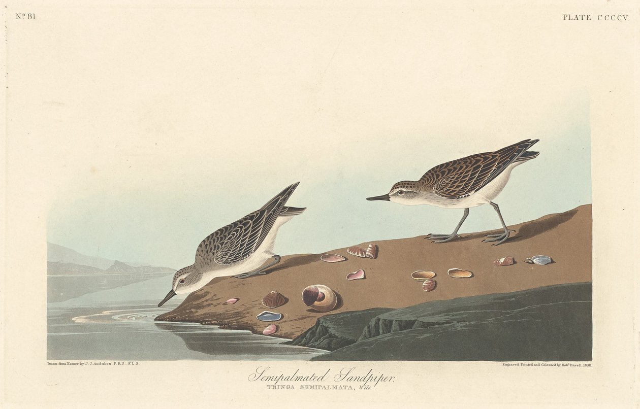 Correlimos semipalmeado de Robert Havell