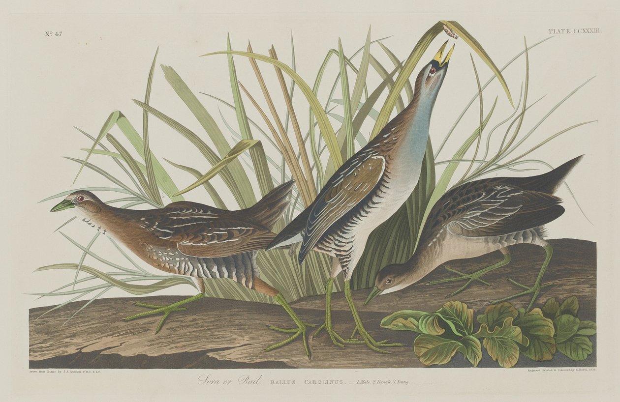 Sora o Rail, 1834 de Robert Havell