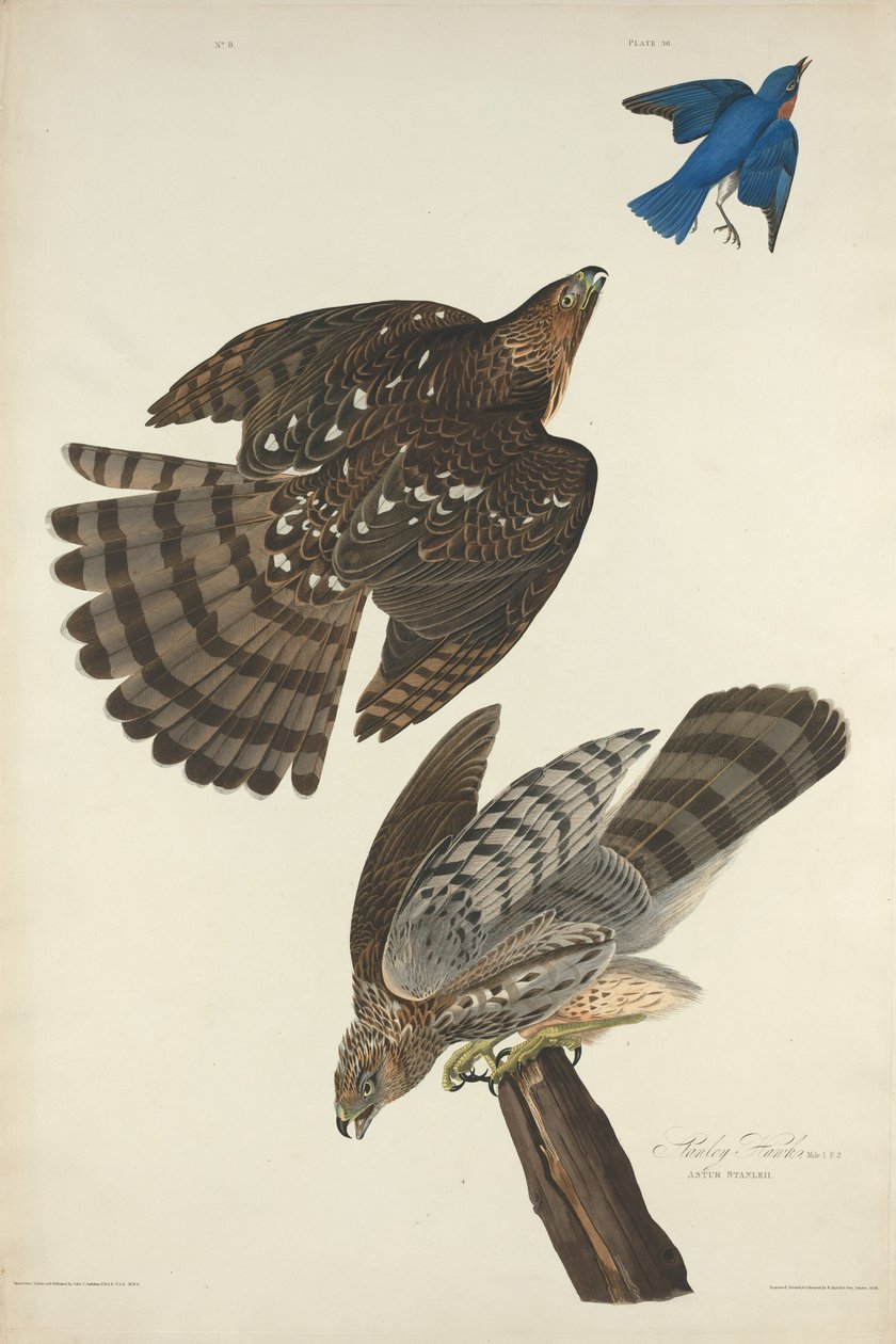 Halcón de Stanley, 1828 de Robert Havell