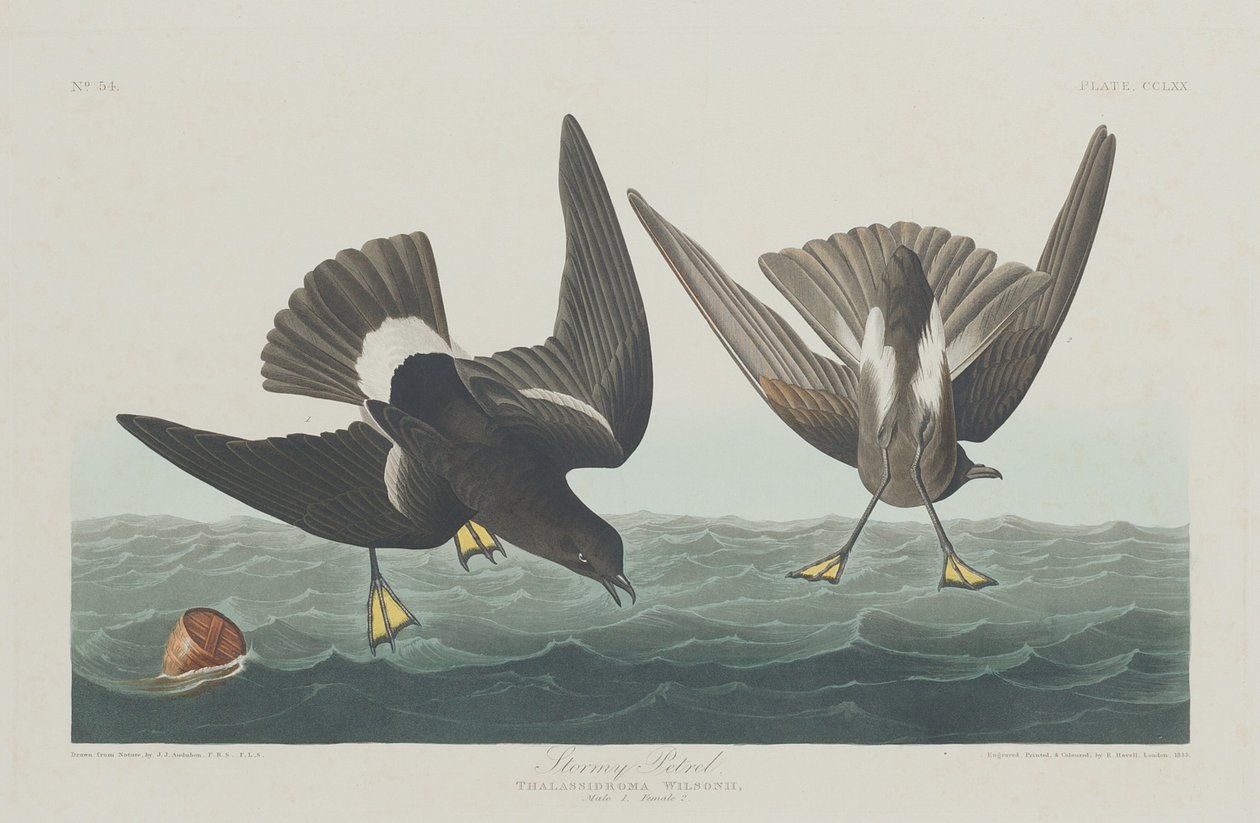 Petrel tormentoso de Robert Havell