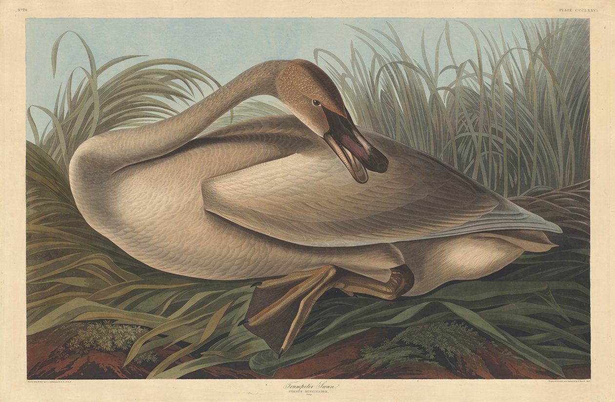 Cisne Trompetero de Robert Havell