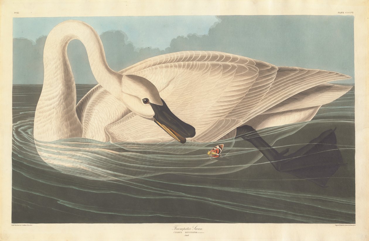 Cisne Trompetero, 1838 de Robert Havell