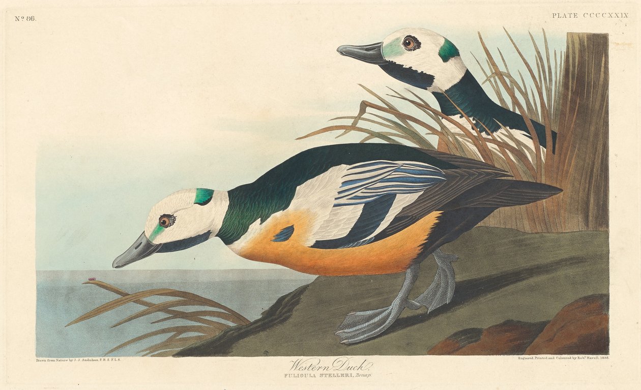 Pato Occidental de Robert Havell