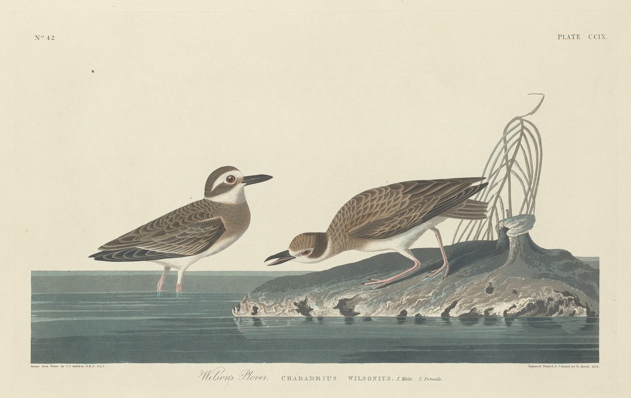 Chorlito de Wilson, 1834 de Robert Havell
