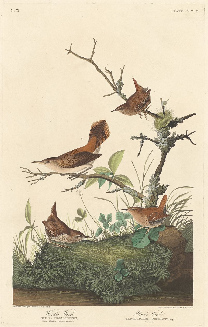Chochín de invierno y chochín de roca, 1837 de Robert Havell