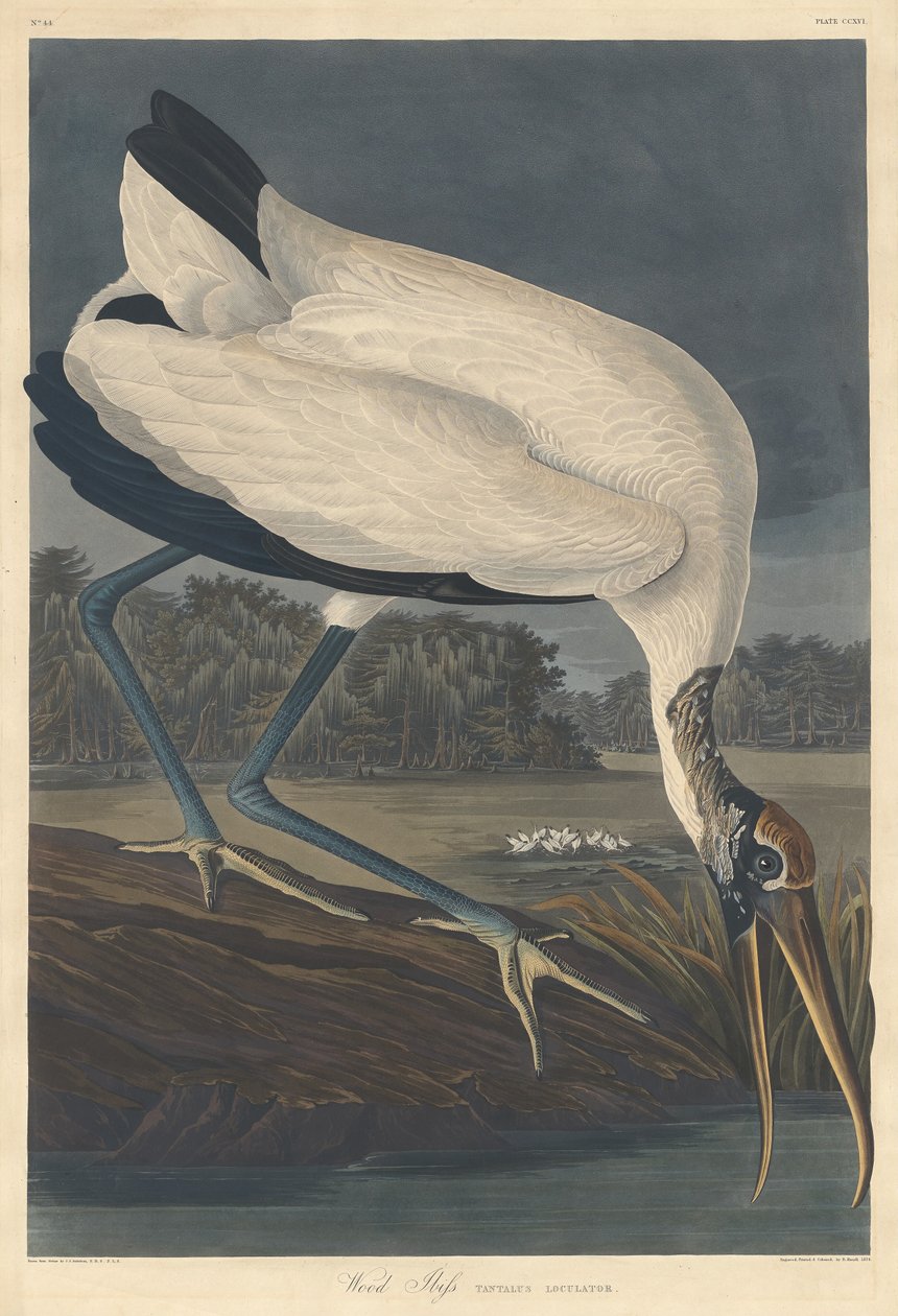 Ibis de Madera, 1834 de Robert Havell