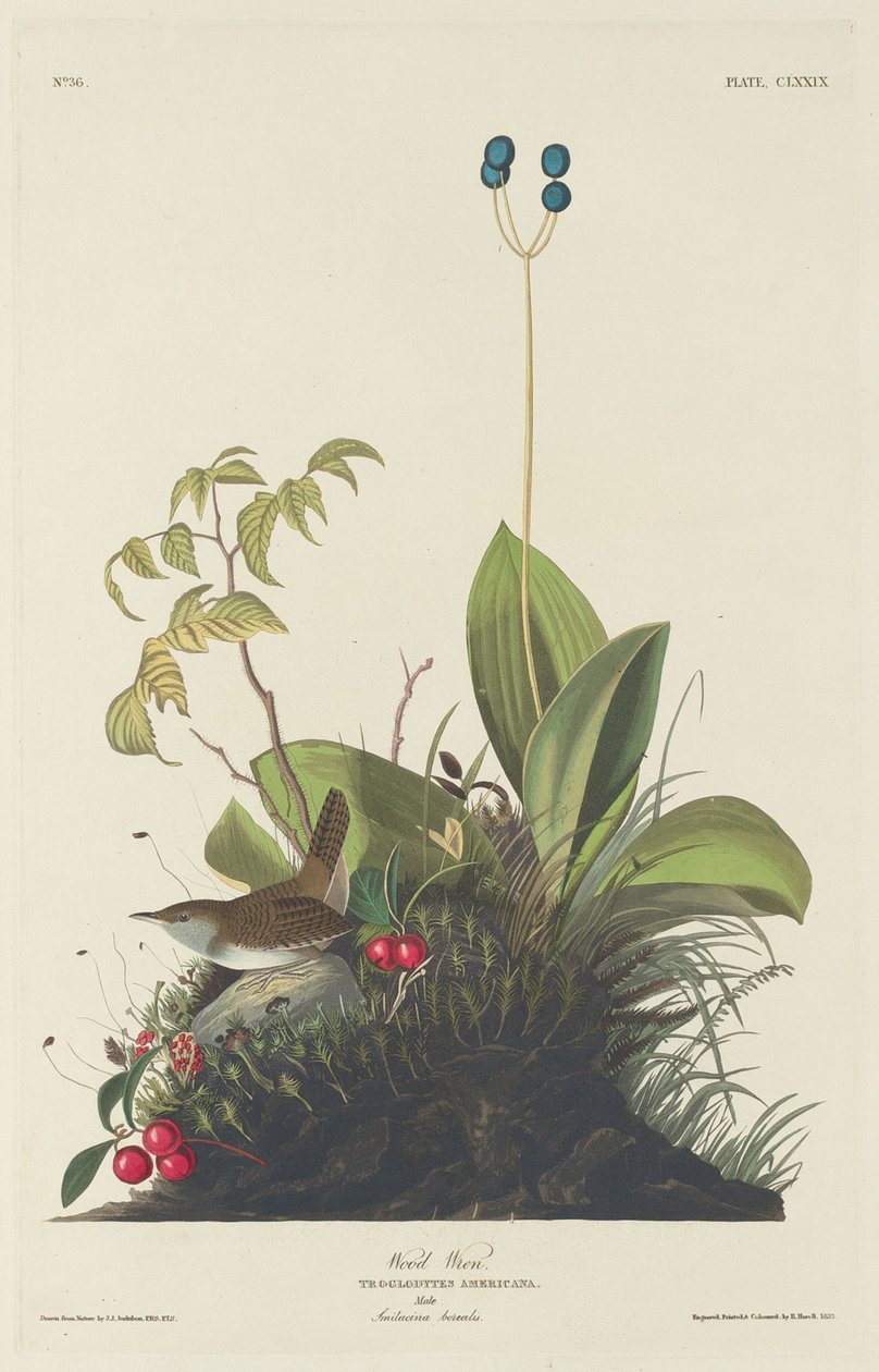 Reyezuelo sencillo de Robert Havell
