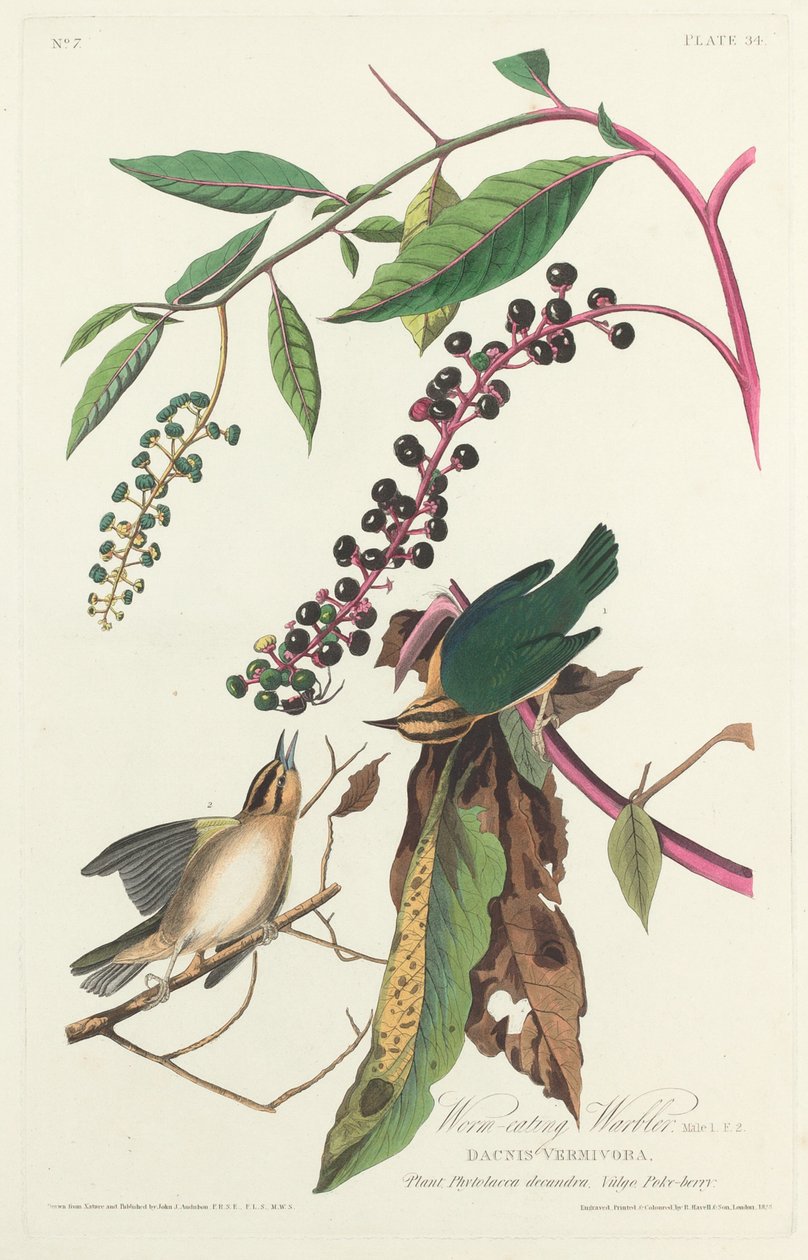 Reinita devoradora de gusanos, 1828 de Robert Havell