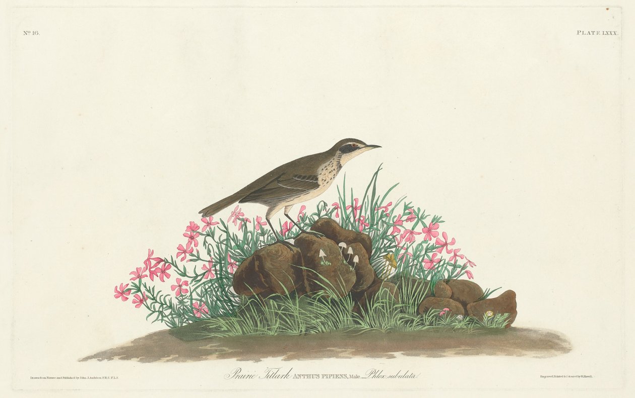 Titlark de la Pradera de Robert Havell, Jr. after John James Audubon