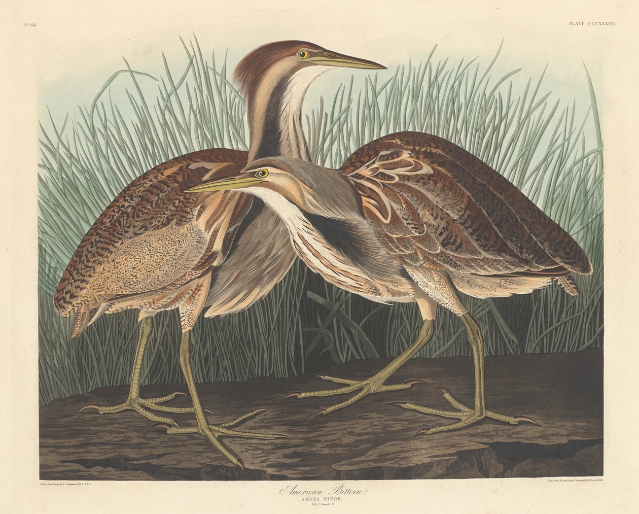 Avetoro Americano de Robert Havell after John James Audubon