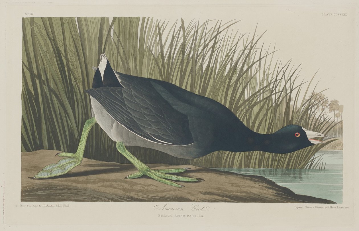 Focha americana de Robert Havell after John James Audubon