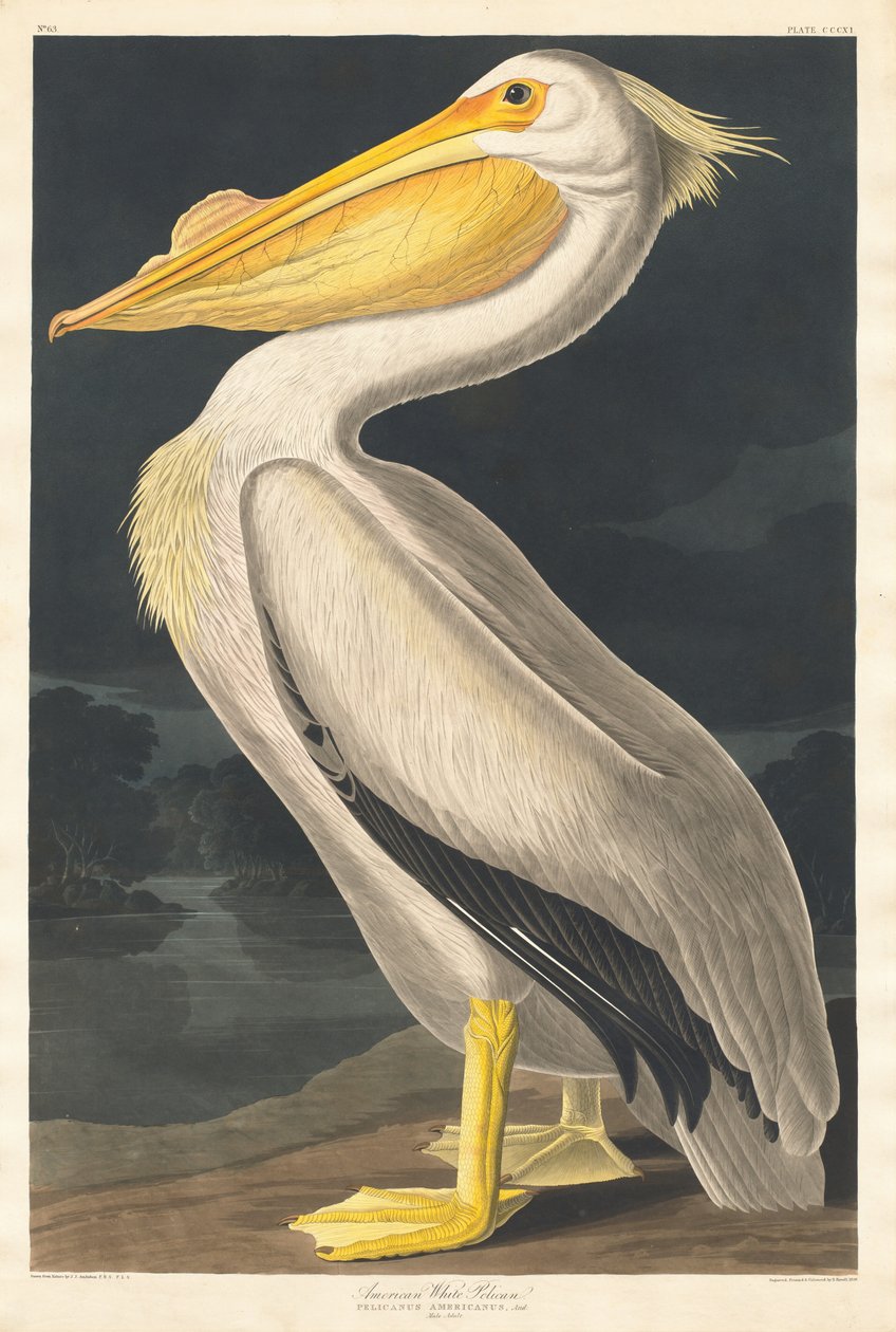 Pelícano blanco americano de Robert Havell after John James Audubon