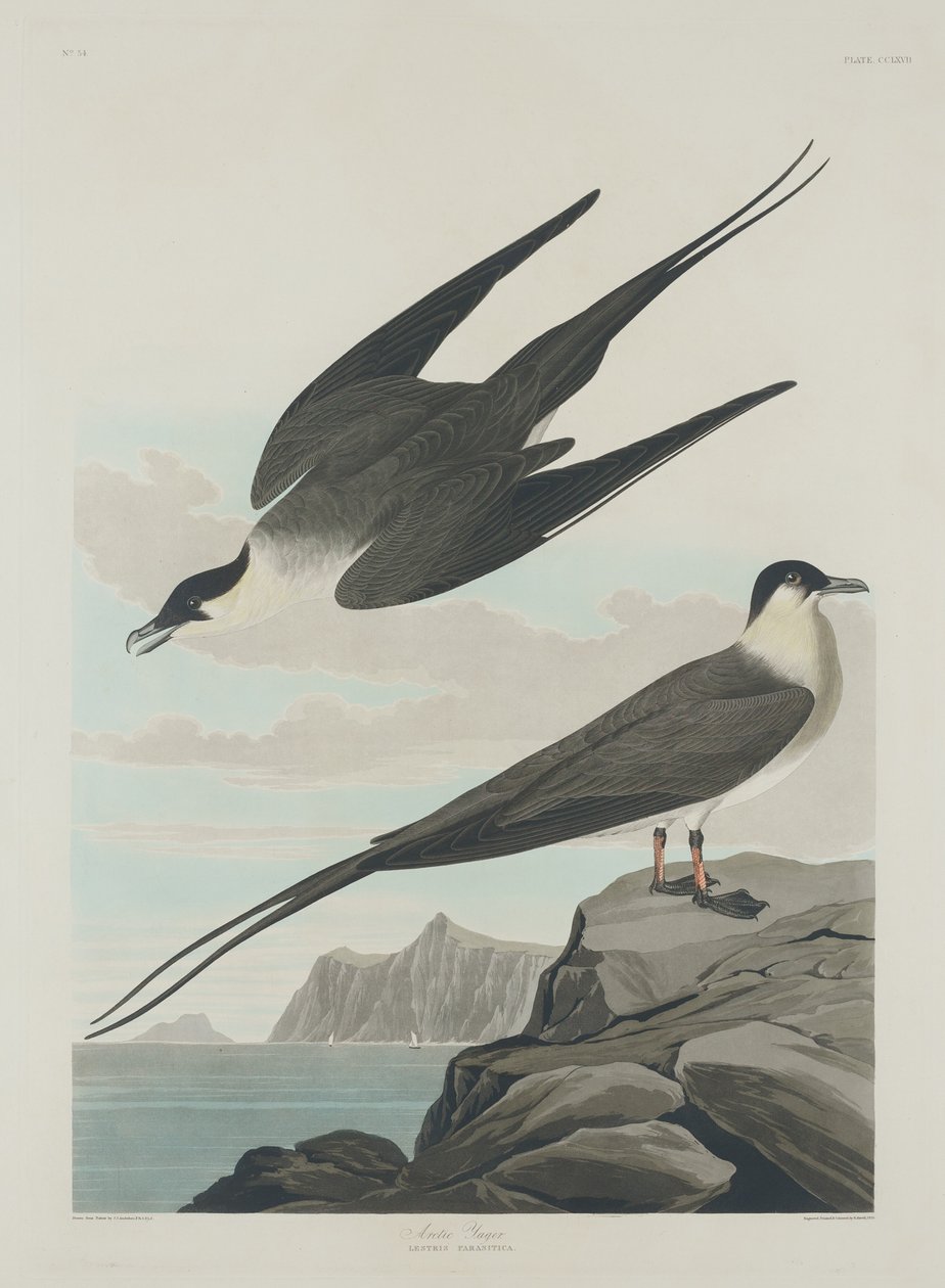 Jager ártico de Robert Havell after John James Audubon