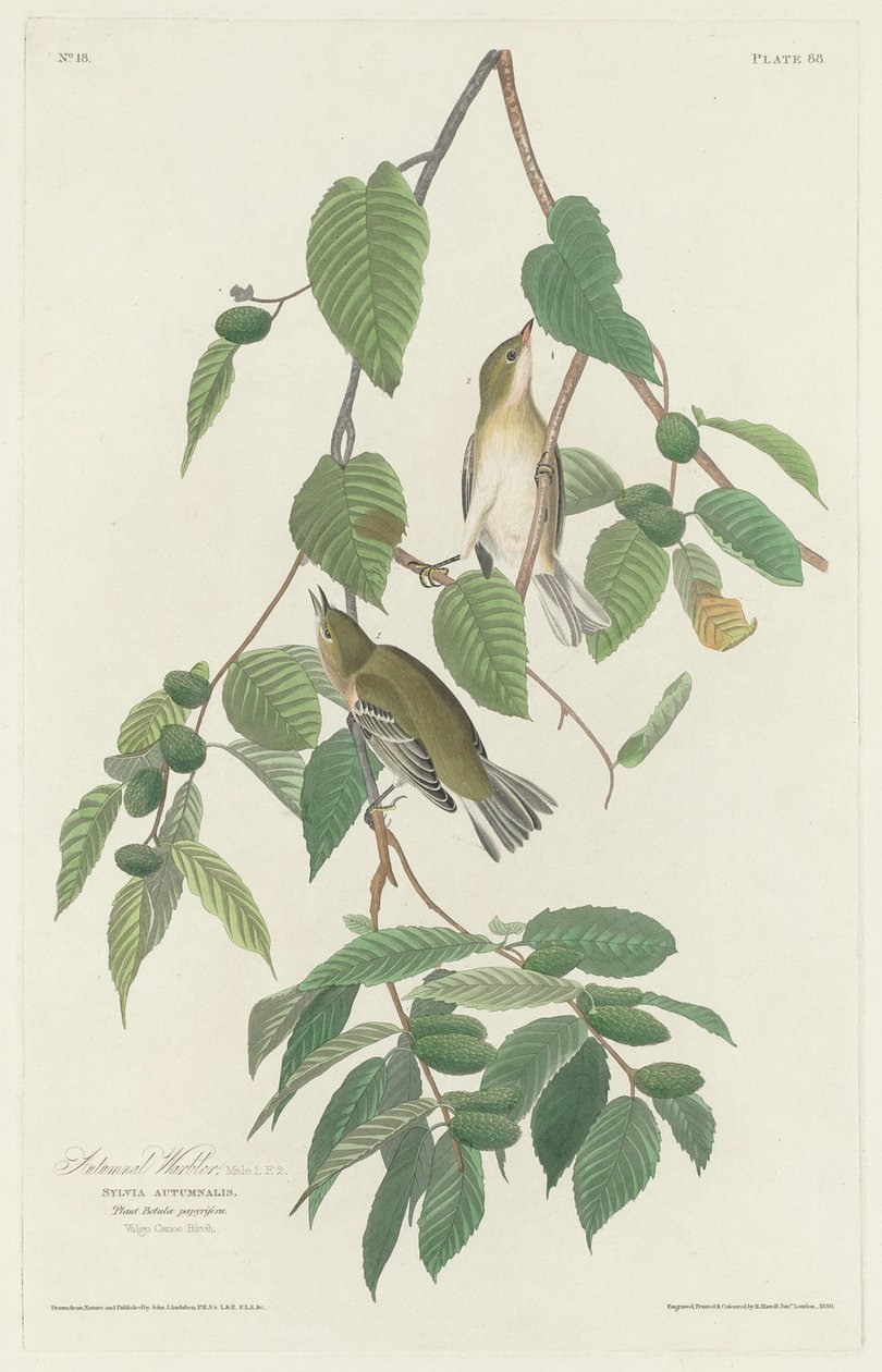 Reinita otoñal de Robert Havell after John James Audubon