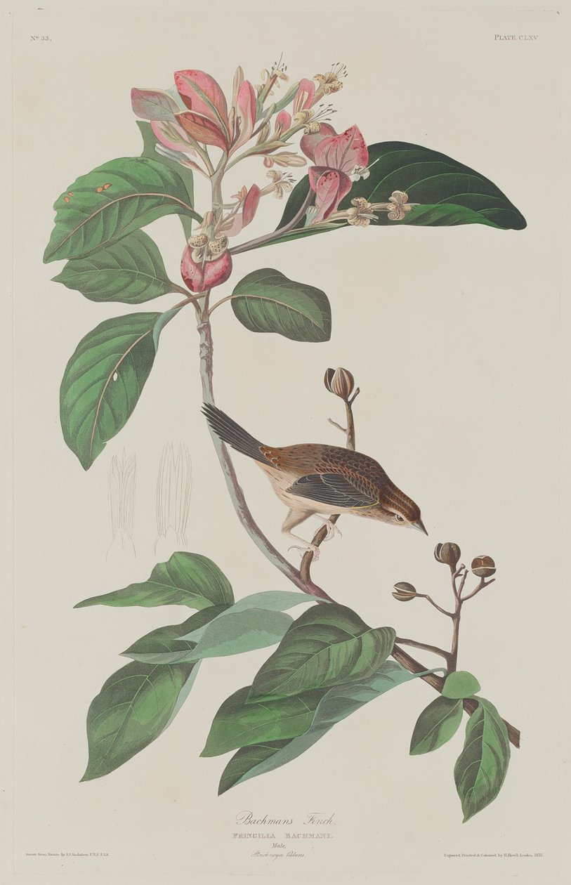 Pinzón de Bachman de Robert Havell after John James Audubon