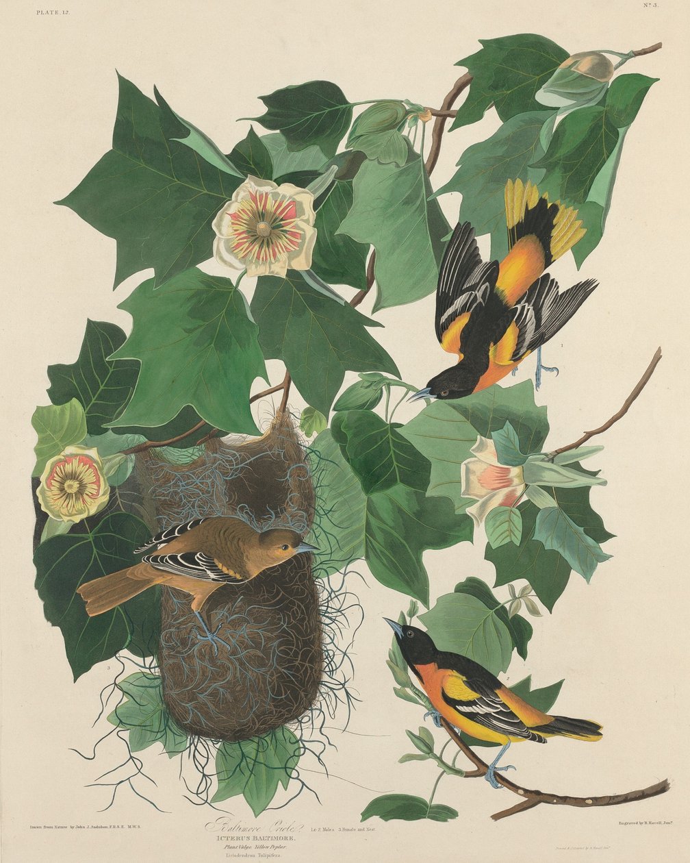 Oriol de Baltimore de Robert Havell after John James Audubon