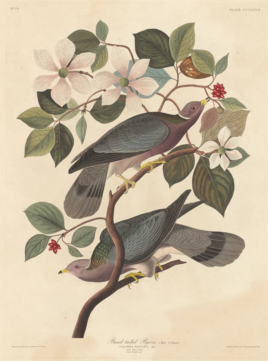 Paloma de cola banda de Robert Havell after John James Audubon