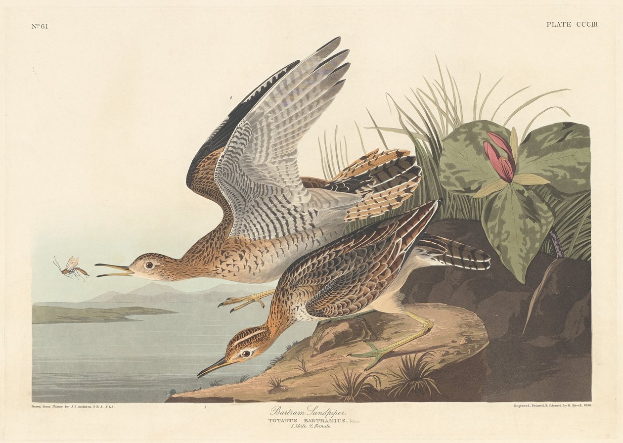 Correlimos de Bartram de Robert Havell after John James Audubon
